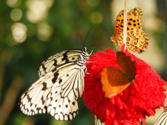 Butterfly Kisses