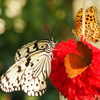 Butterfly Kisses