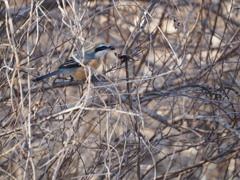 百舌鳥の早贄