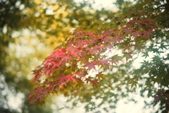 zoom zoom zuiko