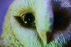 MYSTIC EYES