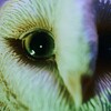 MYSTIC EYES