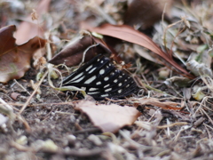fallen