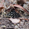 fallen