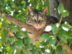 猫ポートレート⑧