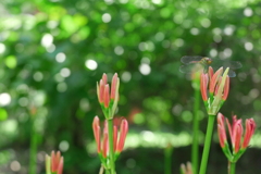 蕾