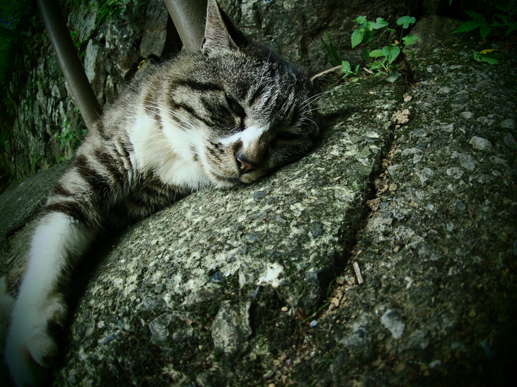 猫ポートレート⑨