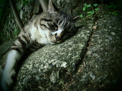 猫ポートレート⑨