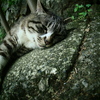 猫ポートレート⑨
