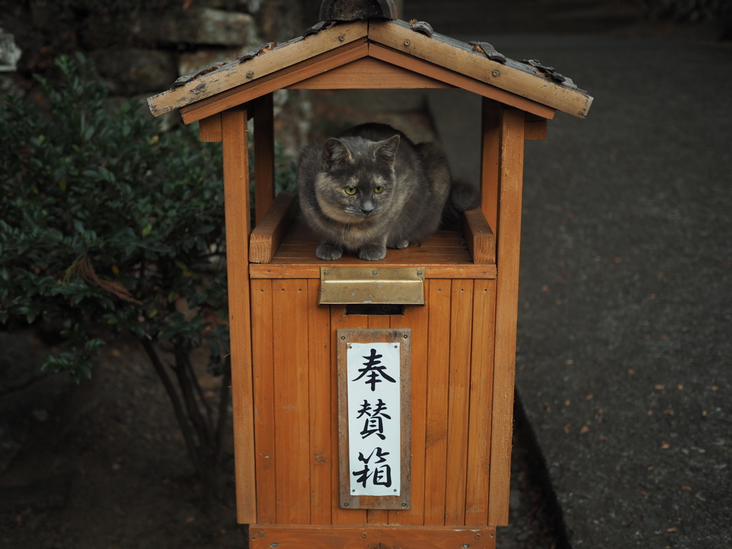 猫ポートレート②