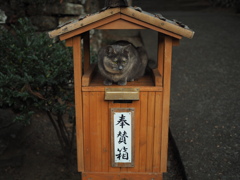 猫ポートレート②