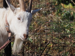 髭が似合うロマンスグレーの紳士