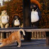 猫ポートレート⑥