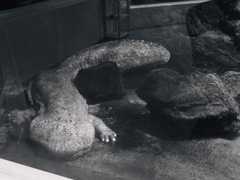 大山椒魚