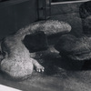 大山椒魚