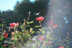 Sunbather