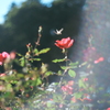 Sunbather