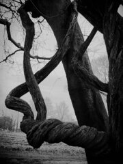 Twisted