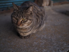 猫ポートレート①