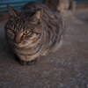 猫ポートレート①
