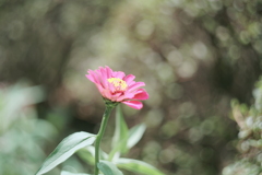 Helios44-2