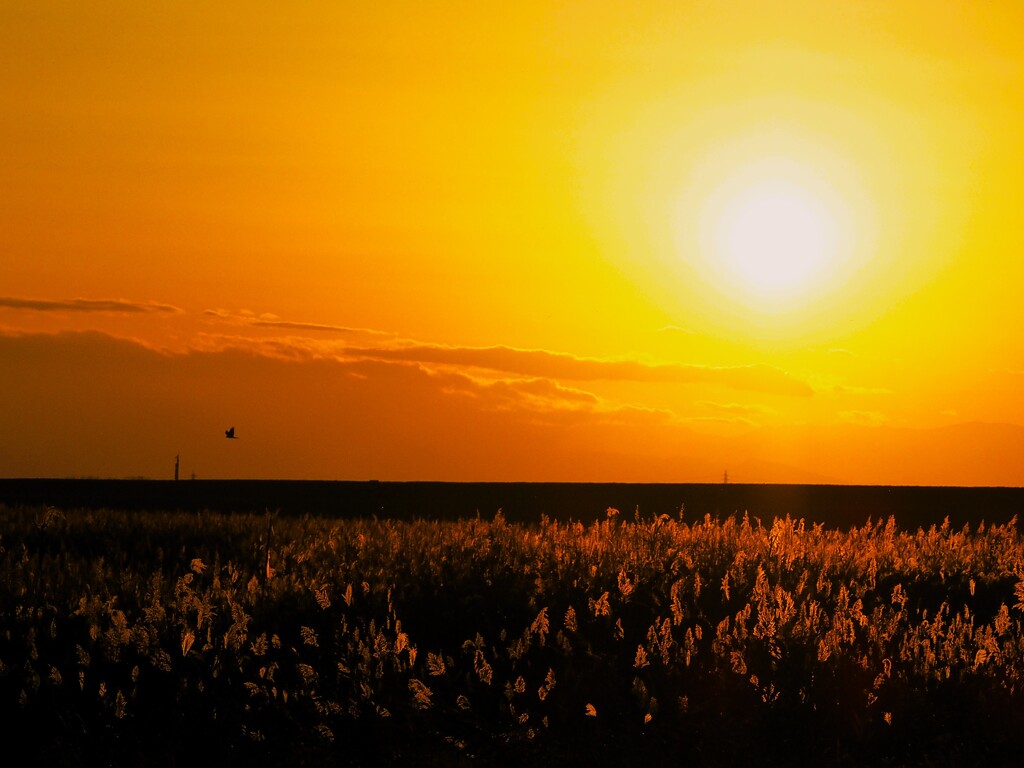 In This Twilight