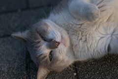 猫ポートレート⑦