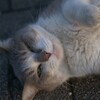 猫ポートレート⑦