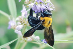 Bee