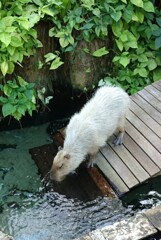 水を飲むカピバラさん