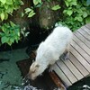 水を飲むカピバラさん