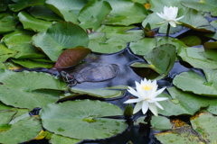 LOTUS-2