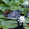 LOTUS-2