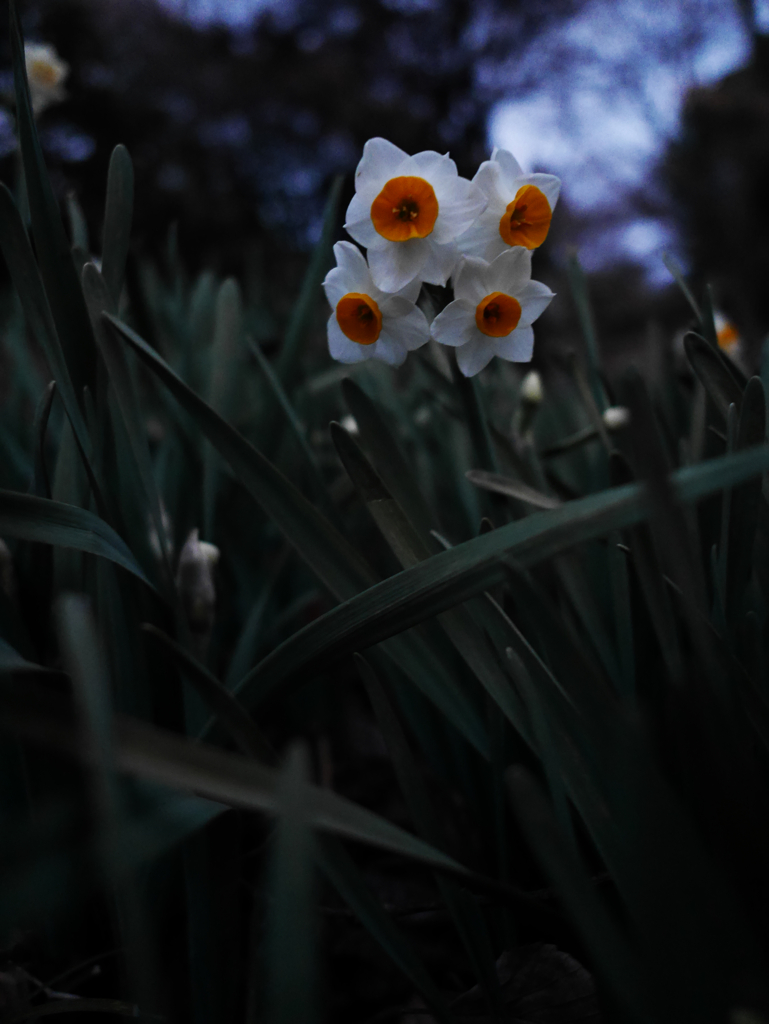 薄暮の水仙