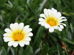 Daisy Daisy