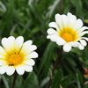 Daisy Daisy