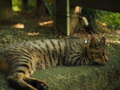 猫ポートレート④