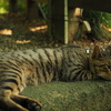 猫ポートレート④