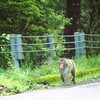 日光の猿