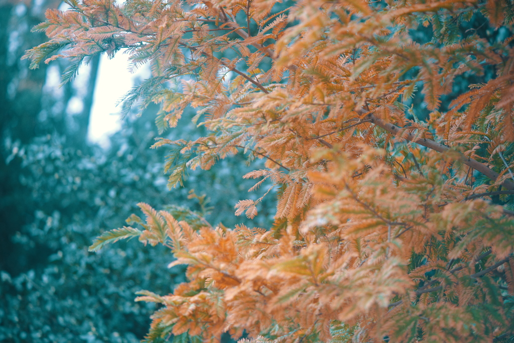 zoom zoom zuiko②