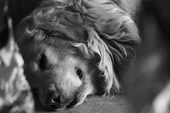 Sleeping Child