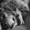 Sleeping Child