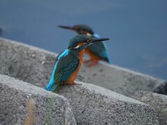カワセミ