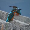 カワセミ