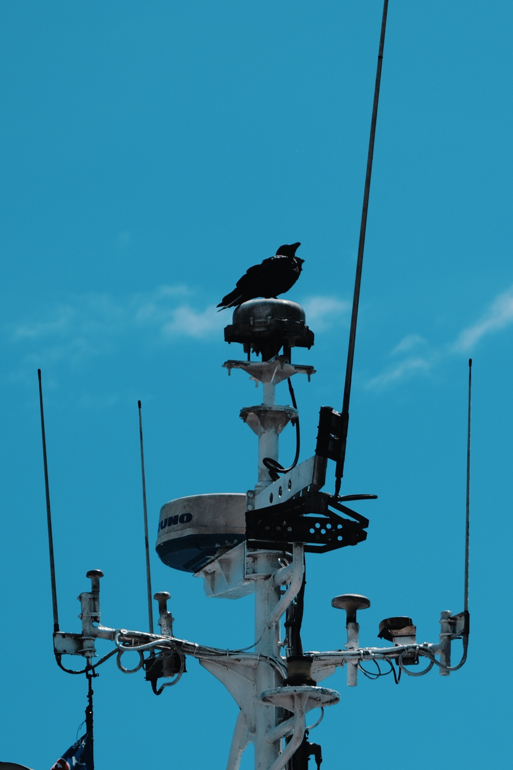 A Crow Left of the Murder