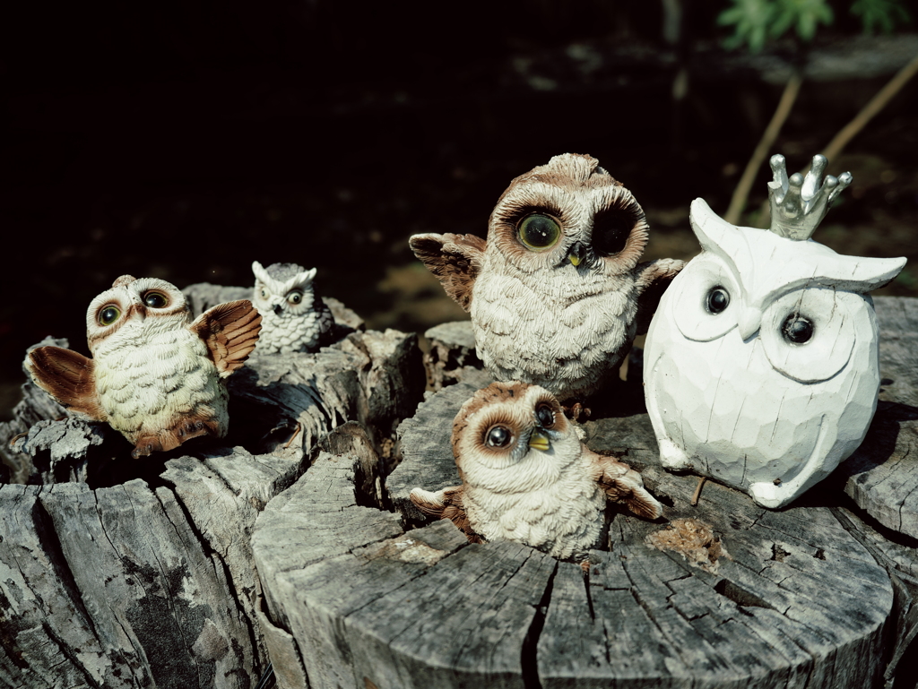 森のフクロウたち