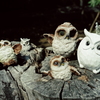 森のフクロウたち