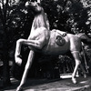 dancing horse on my phone