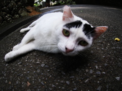 猫ポートレート⑩