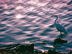 Last egret